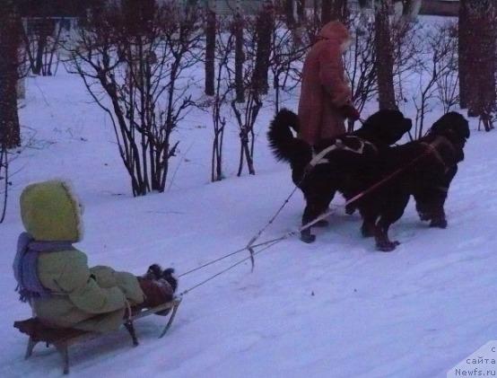 Фото: ньюфаундленд Отрада Моя от Сибирского Медведя, ньюфаундленд Ундина Белл-Айл от Цацибы (Undina Bell-Ail ot Tsatsyby)