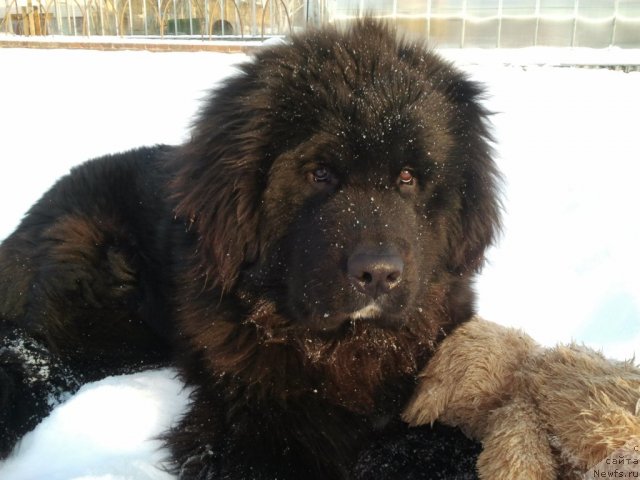 Фото: ньюфаундленд Авиатор Голден Виннер