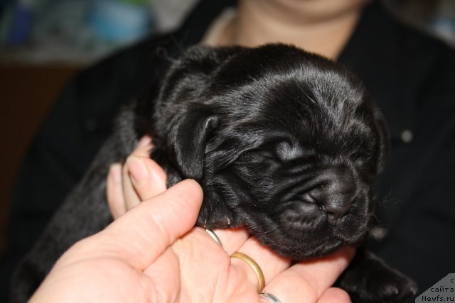 Фото: Розовая девица