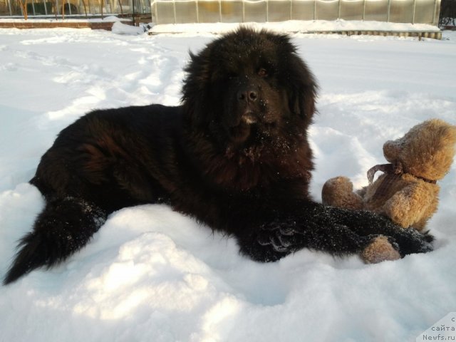 Фото: ньюфаундленд Авиатор Голден Виннер