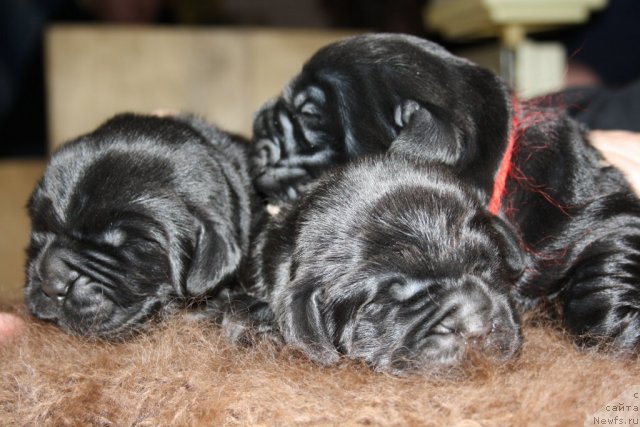 Фотография № 84061