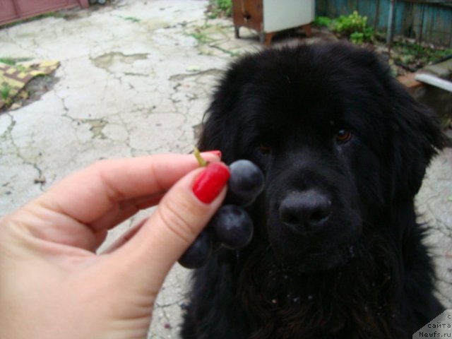 Фото: ньюфаундленд Зачарованный Мир с Берега Дона