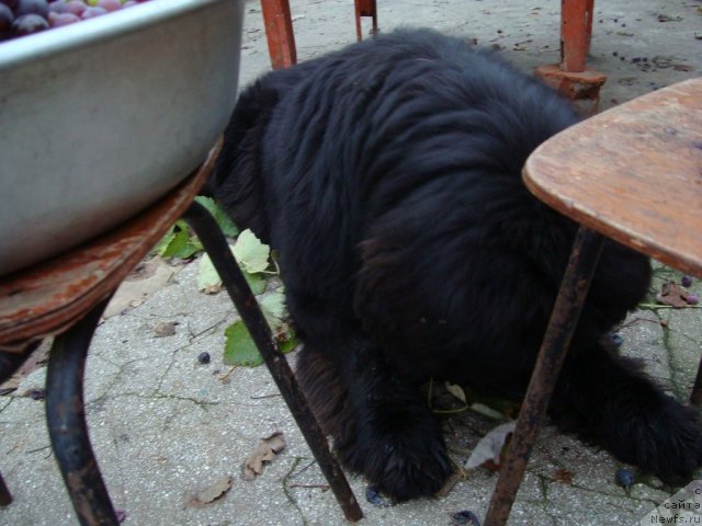 Фото: ньюфаундленд Зачарованный Мир с Берега Дона