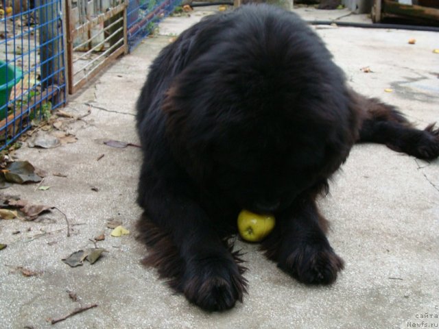 Фото: ньюфаундленд Зачарованный Мир с Берега Дона