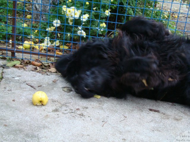 Фото: ньюфаундленд Зачарованный Мир с Берега Дона