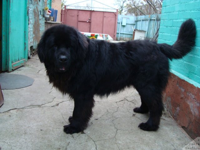 Фото: ньюфаундленд Зачарованный Мир с Берега Дона