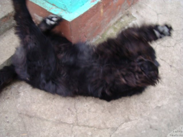 Фото: ньюфаундленд Зачарованный Мир с Берега Дона