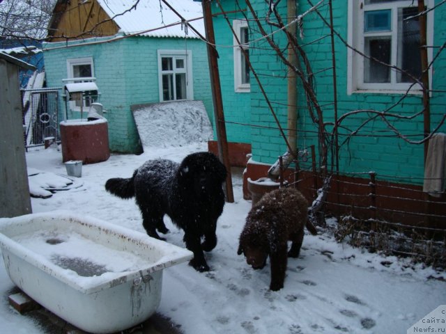 Фото: ньюфаундленд Феноменальный Факт с Берега Дона (Fenomenalnyi Fakt s Berega Dona), ньюфаундленд Зачарованный Мир с Берега Дона