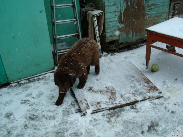 Фото: ньюфаундленд Феноменальный Факт с Берега Дона (Fenomenalnyi Fakt s Berega Dona)
