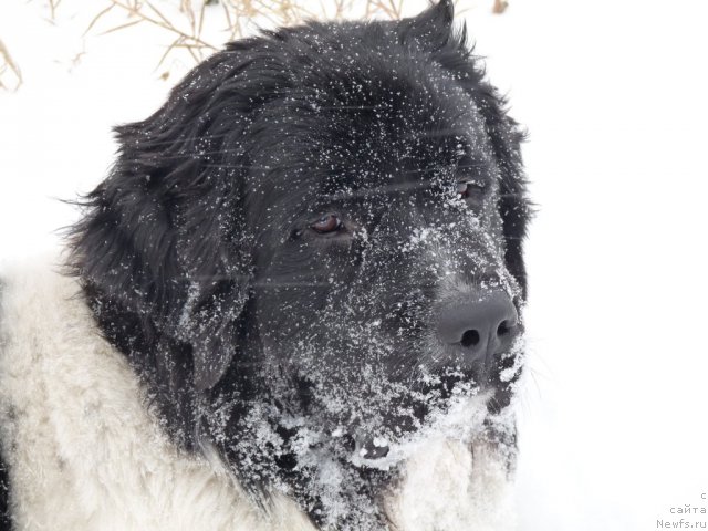 Фотография № 84085