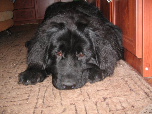 Фото: ньюфаундленд Питерньюф Едельвейсс