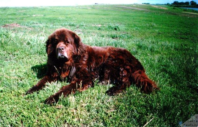 Фото: ньюфаундленд Грэм Алриф Ботсвейн