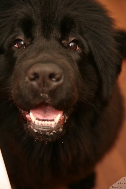 Фото: ньюфаундленд Сент Джонс Хендсел фо Ми (Sent Djons Handsel for Me)