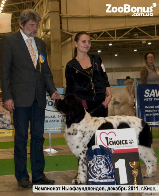 Фото: ньюфаундленд Velyke Malyatko Yabluneva Krasunya