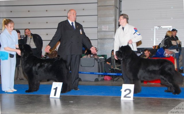 Фото: ньюфаундленд King of Helluland Just Beautiful, ньюфаундленд Starlit Lake's Iikka