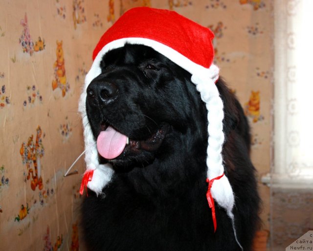 Фото: ньюфаундленд Супер Премиум Жани Моник