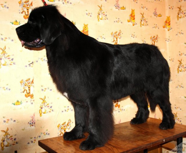 Фото: ньюфаундленд Супер Премиум Жани Моник