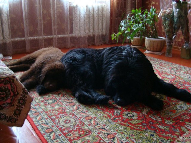 Фото: ньюфаундленд Феноменальный Факт с Берега Дона (Fenomenalnyi Fakt s Berega Dona), ньюфаундленд Зачарованный Мир с Берега Дона