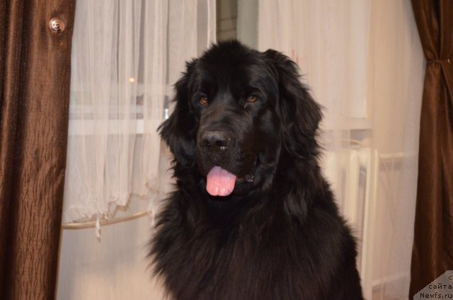 Фото: ньюфаундленд Колдовская Любовь