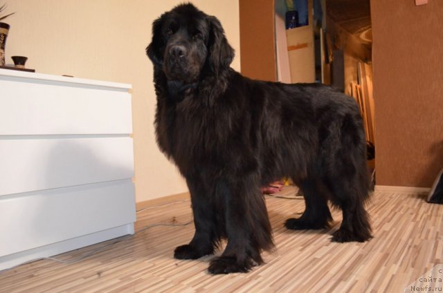 Фото: ньюфаундленд Колдовская Любовь