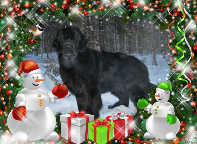 Фото: ньюфаундленд Формула Любви от Сибирского Медведя