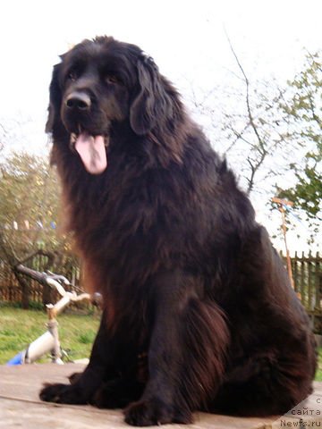 Фото: ньюфаундленд Любимая Медведица Моя
