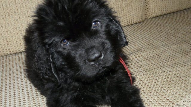 Фото: ньюфаундленд Судьбы Подарок