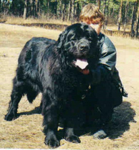 Фото: ньюфаундленд Огненный Гризли Блэк Пандора, Елена Кропотова