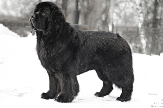 Фото: ньюфаундленд Пчёлкин Дом Вениамин (Pchiolkin Dom Veniamin)