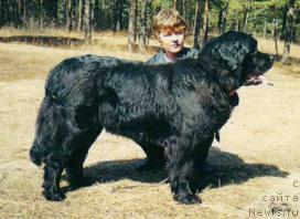 Фото: ньюфаундленд Огненный Гризли Блэк Пандора, Елена Кропотова