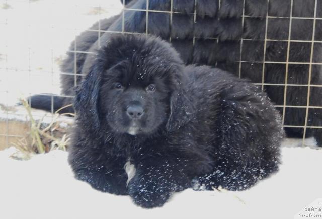 Фото: ньюфаундленд Сент Джонс Орхидея Ноир