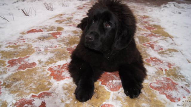 Фото: ньюфаундленд Плюшевая Панда Удивительная Кейт (Plushevaya Panda Udivitelnaja Kejt)