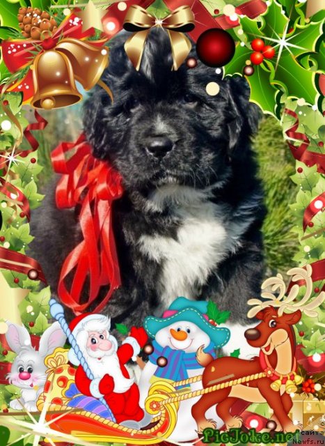 Фото: ньюфаундленд Питерньюф Енигма (Piternyuf Enigma)