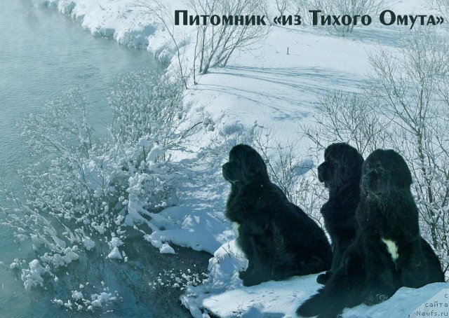 Фотография № 84219