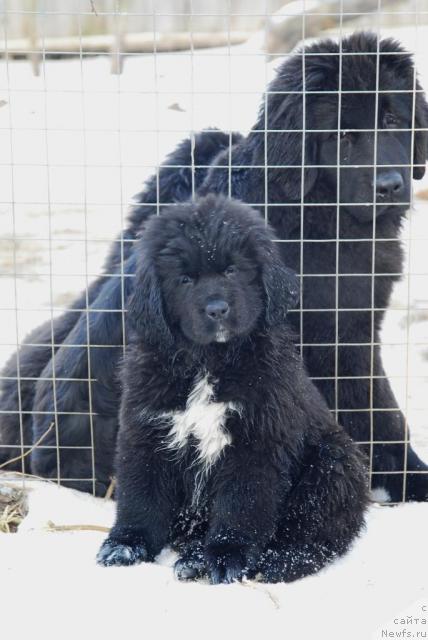 Фото: ньюфаундленд Сент Джонс Орхидея Ноир