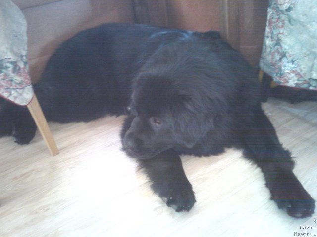 Фото: ньюфаундленд Несси Блэк с  Лесной Заимки