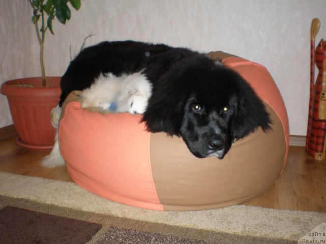 Фото: ньюфаундленд Кара Аюлар Баронесса Симпатико (Kara Aular Baronessa Simpatiko)