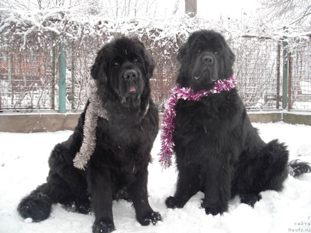 Фото: ньюфаундленд Дар Свезы Апельсинка-Мандаринка, ньюфаундленд Гай Нью Спейс Престиж (Gay New Space Prestizh)
