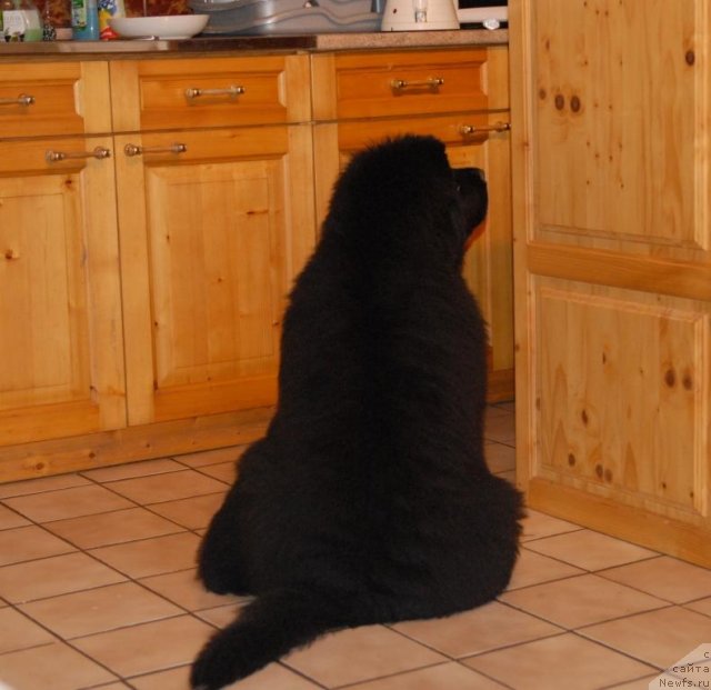 Фото: ньюфаундленд King of Helluland Over Ruled