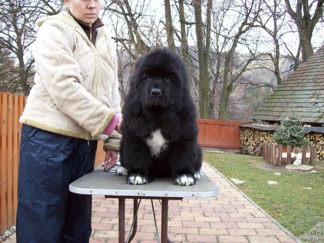 Фото: ньюфаундленд King of Helluland Over Ruled