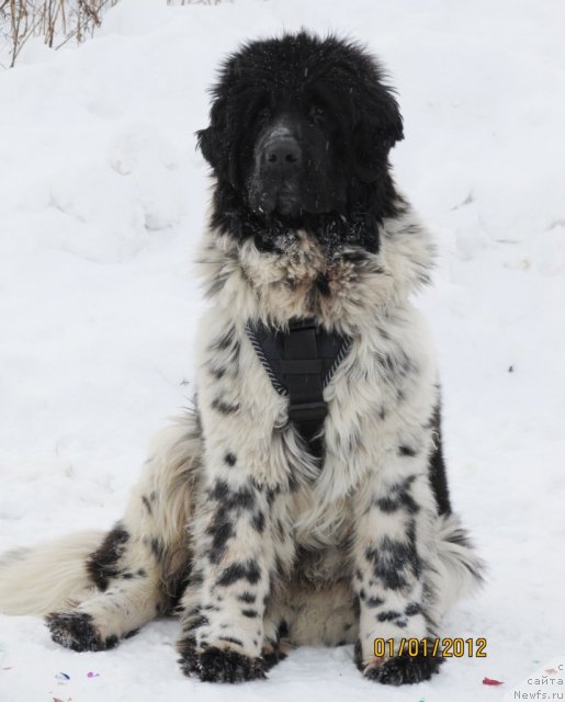 Фото: ньюфаундленд Супер Бизон Екатеринбург (Super Bizon Ekaterinburg)