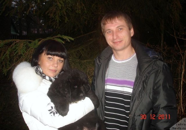 Фото: ньюфаундленд Смигар Осенняя Сказка