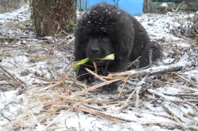 Фото: ньюфаундленд Примадонна Климская