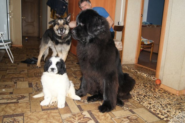 Фото: ньюфаундленд Сент Джонс Царевна Лебедь (Sent Djons Carevna Lebed), ньюфаундленд Сент Джонс Ульрика (Sent Djons Ulrika)