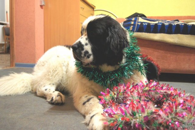 Фото: ньюфаундленд Сент Джонс Царевна Лебедь (Sent Djons Carevna Lebed)