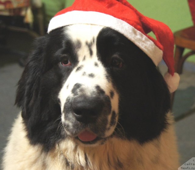 Фото: ньюфаундленд Сент Джонс Царевна Лебедь (Sent Djons Carevna Lebed)