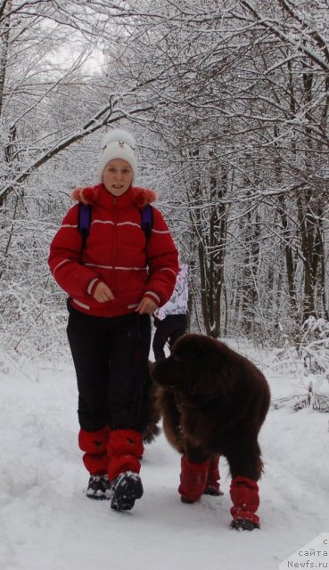 Фото: ньюфаундленд Черный Шарм Ангельская Красота (Chernyi Sharm Angel'skaya Krasota)