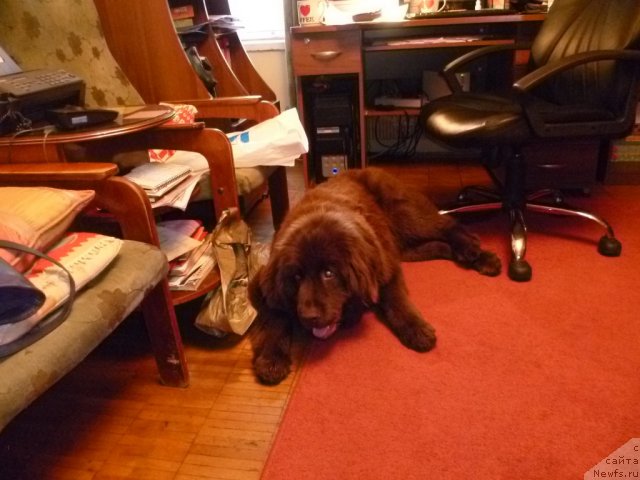 Фотография № 84334