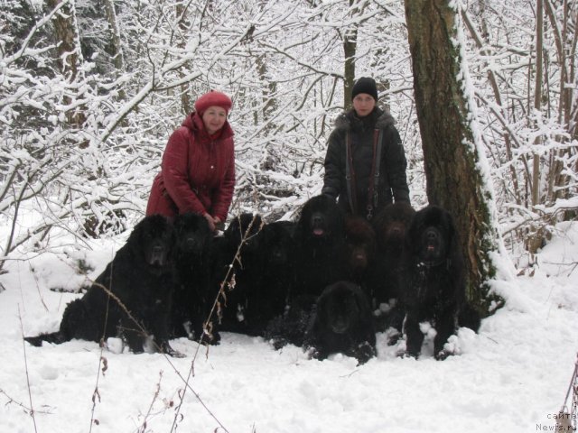 Фото: ньюфаундленд Сангрия, Старбимовлав Дакота [d3813]  &  [d8292], ньюфаундленд Старбимовлав Дикэ, ньюфаундленд Старбимовлав Дельфания, ньюфаундленд Старбимовлав Де Жа Вю, Русский Хит ( [d4533] &, [d7387] )Зольда (Аланд & Танита), ньюфаундленд Амулет Любви и Счастья (Amulet Lyubvi i Schastya), ньюфаундленд Норт Фэйс Лаванда