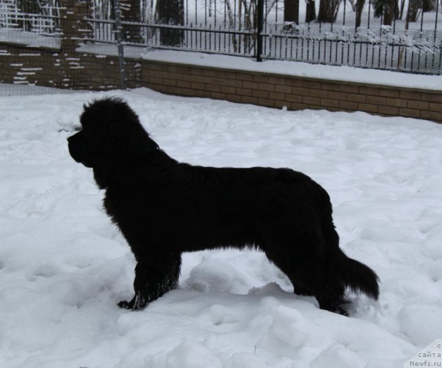 Фото: ньюфаундленд С'Нежная Вьюга Амороне Сартори (S'Nezhnaya Vjuga Amorone Sartori)